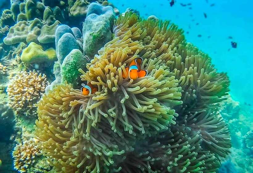 Koh Lanta: 4 Islands and Emerald Cave Snorkeling Trip - Should you book the Koh Lanta four-island trip?