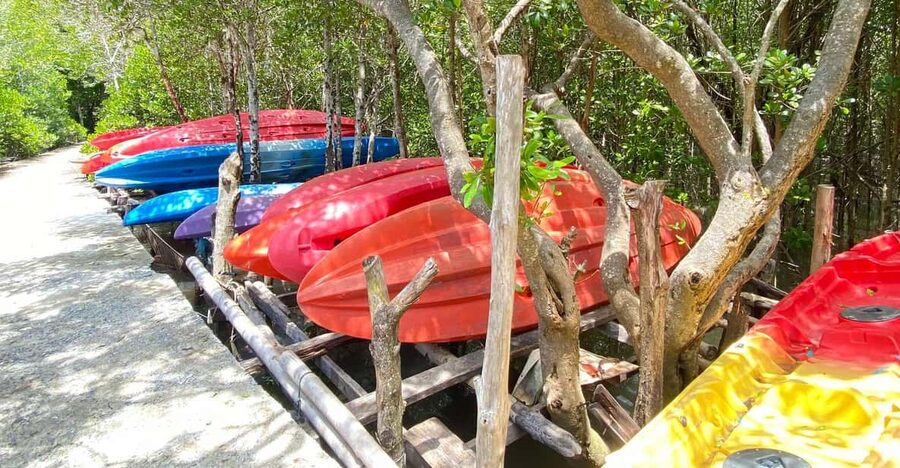 Koh Lanta:Mangrove + Elephant Camp Half Day Tour - A gentle start in Koh Lanta’s mangroves