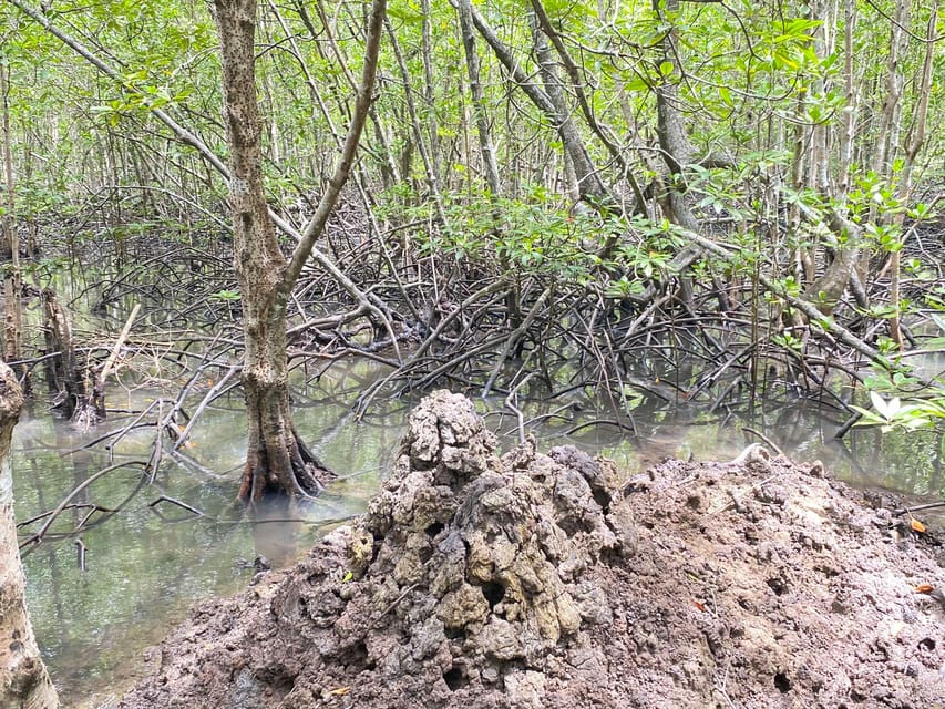 Koh Lanta:Mangrove + Elephant Camp Half Day Tour - Should you book the Mangrove and Elephant Camp tour?