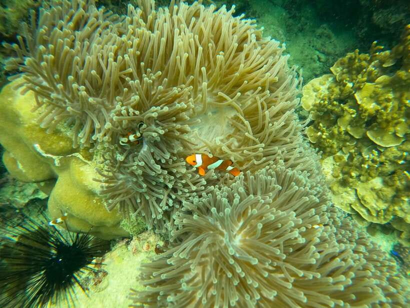 Koh Lanta: Phi Phi Islands Tour w/ Maya Bay, Snorkel & Lunch - Monkey Bay and Viking Cave