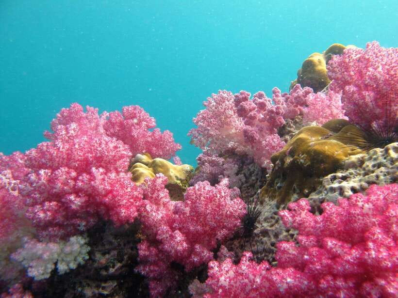 Koh Lipe: 5 Island Snorkeling Trip by Longtail Boat w/ Lunch - Key points to know before you book