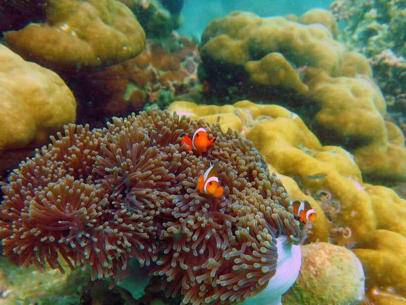 Koh Lipe: 5 Island Snorkeling Trip by Longtail Boat w/ Lunch - Equipment, safety, and what to pack