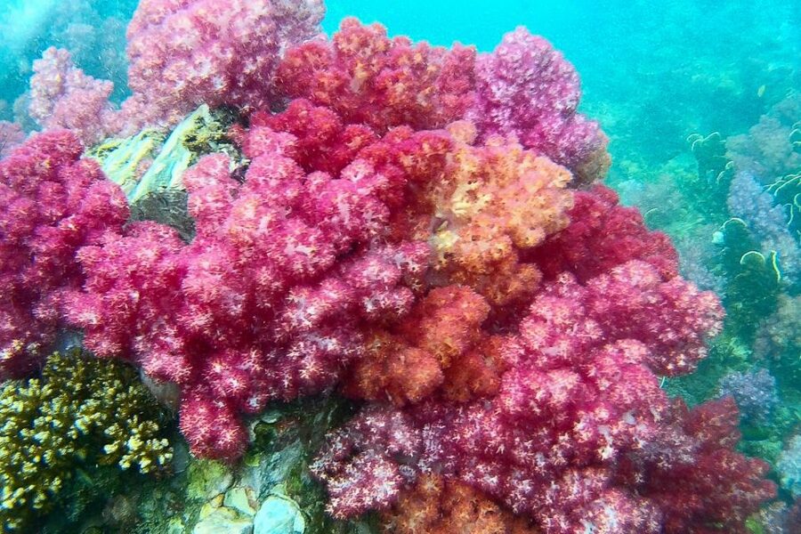 Koh Lipe: Full Day Multi-Island Snorkeling Trip with Lunch - Key points at a glance