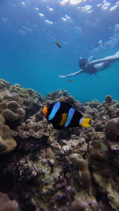Koh Lipe: Half-Day Snorkeling (Morning/Afternoon/Sunset) - A half-day on Koh Lipe’s surrounding islands