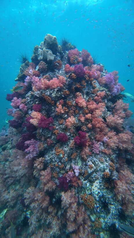 Koh Lipe: Half-Day Snorkeling (Morning/Afternoon/Sunset) - Jabang Island and its soft coral