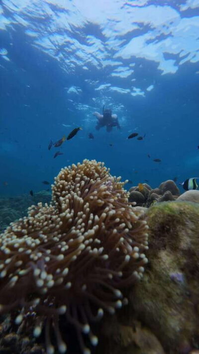 Half-Day Snorkeling (Morning/Afternoon/Sunset)