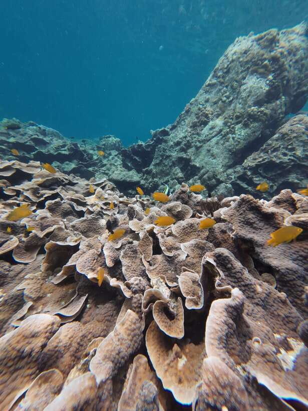 Koh Lipe: Half-Day Snorkeling (Morning/Afternoon/Sunset) - What the $16 price really covers