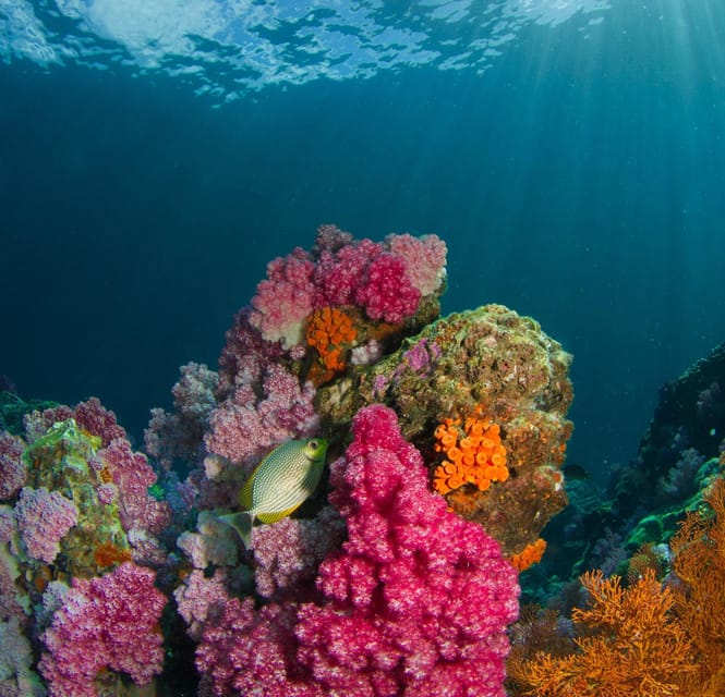 Koh Lipe: Island Hopping by Private Longtail Boat w/ Snorkel - Koh Hin Ngam, Koh Rawi, and Koh Yang