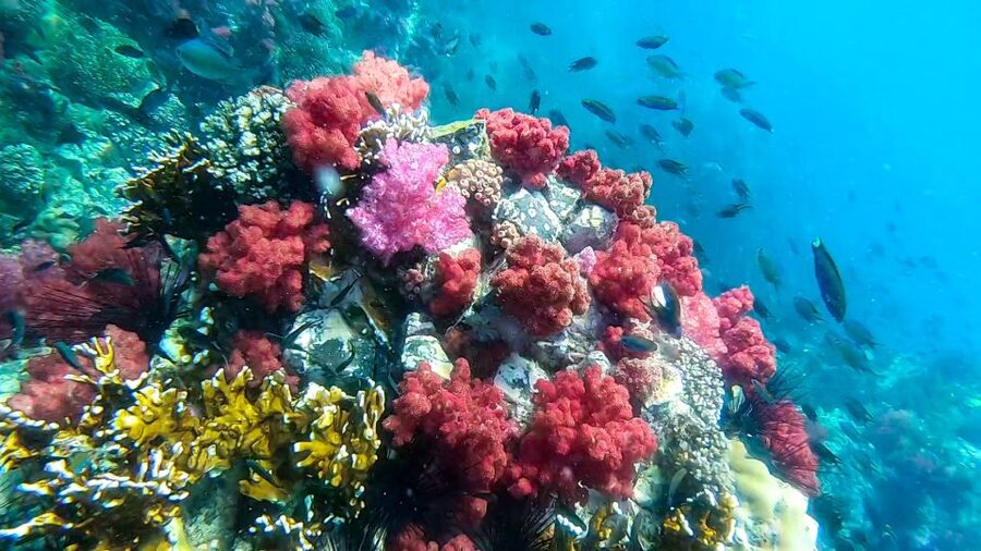 Koh Lipe: Longtail Boat Snorkeling Trip Program A - Is $19 a good price?