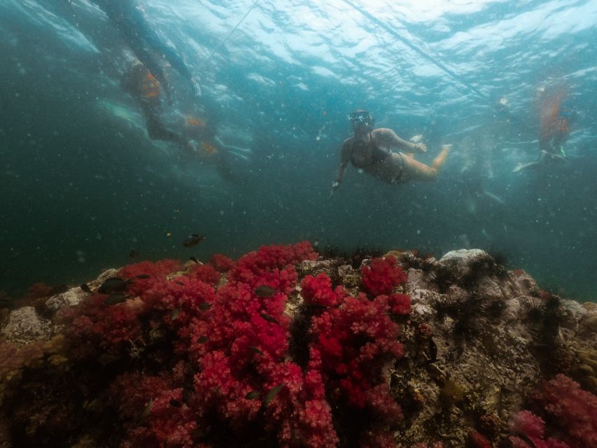Koh Lipe: Longtail Boat Snorkeling Trip Program A - The reef behind Hin Ngam