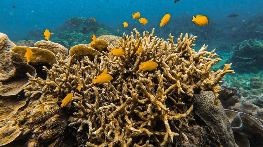 Koh Lipe: Longtail Boat Snorkeling Trip Program A - Adang Island and the final reef
