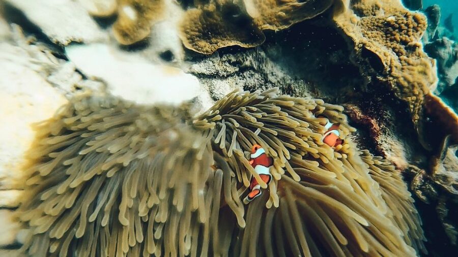 Koh Lipe: Longtail Boat Snorkeling Trip Program A - What the longtail boat ride is really like