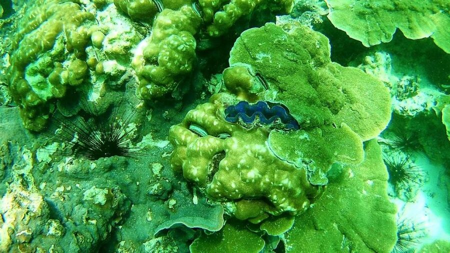 Koh Lipe Snorkeling Trip 6 hours Trip1 - Key points to know before booking
