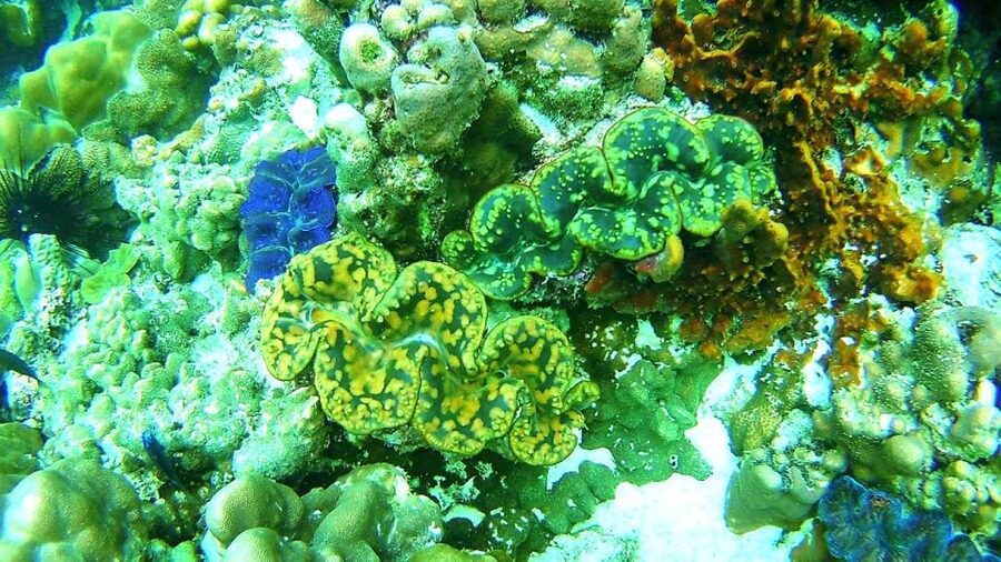 Koh Lipe Snorkeling Trip 6 hours Trip1 - What the $22 price covers