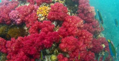 Koh Lipe Snorkeling Trip 6 hours Trip1
