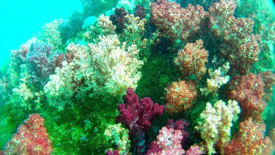 Koh Lipe Snorkeling Trip 6 hours Trip1 - Koh Yang offers calmer water for coral viewing