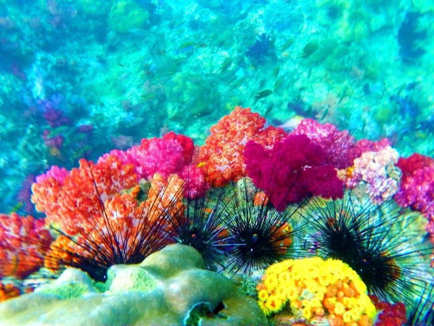 Koh Lipe Snorkeling Trip 6 hours Trip1 - Jabang Channel saves the headline sight for last
