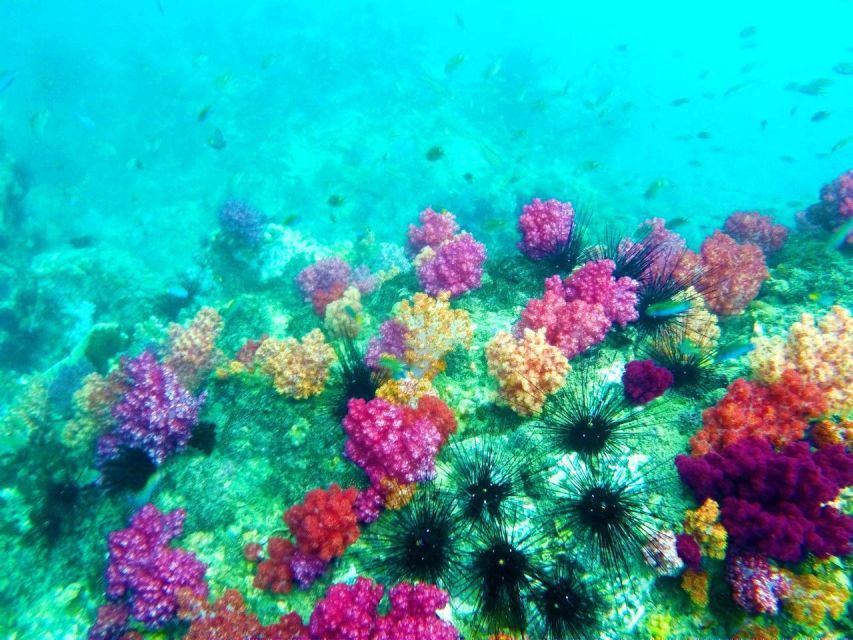 Koh Lipe Snorkeling Trip 6 hours Trip1 - What the underwater program is really like