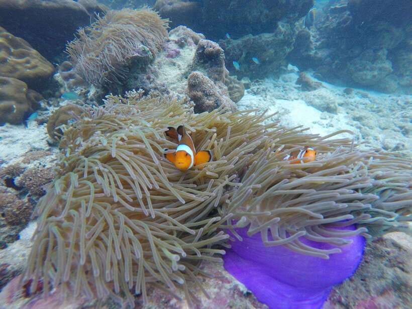 Koh Phi Phi: Maya Bay Private Longtail Boat Tour - Key points to know before booking