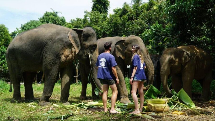 Koh Samui: 4x4 Sightseeing Safari & Elephant Sanctuary Tour - Wat Teepangkorn and the golden Buddha