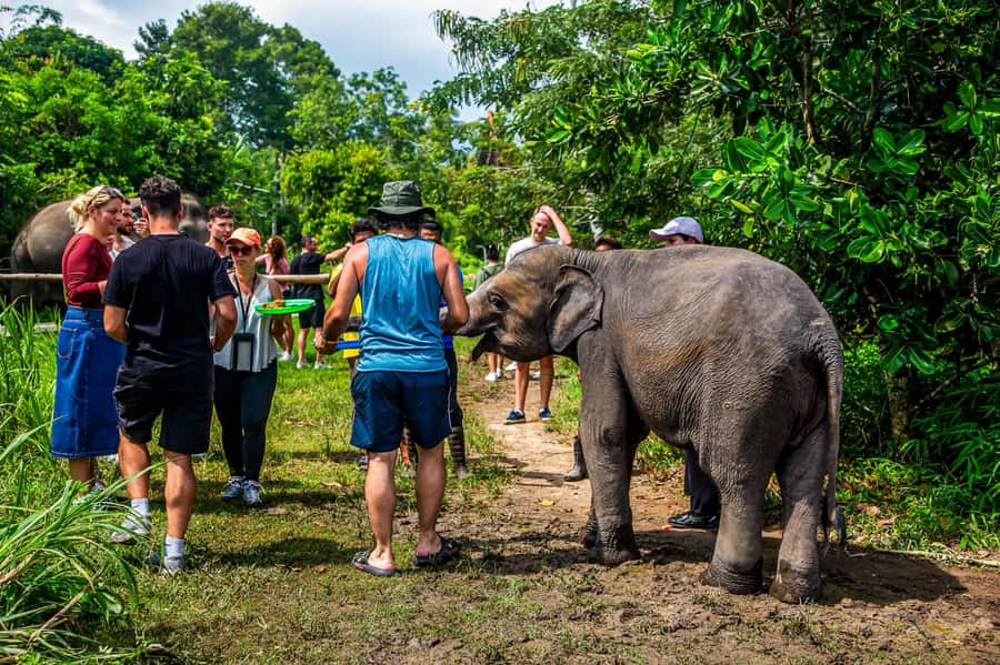 Koh Samui: Elephant Sanctuary and Jungle Tour with Lunch - At a glance