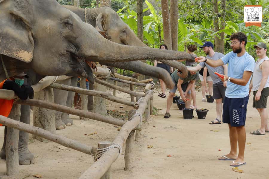 Koh Samui: Elephant Sanctuary Entry and Feeding Experience - Key points to know