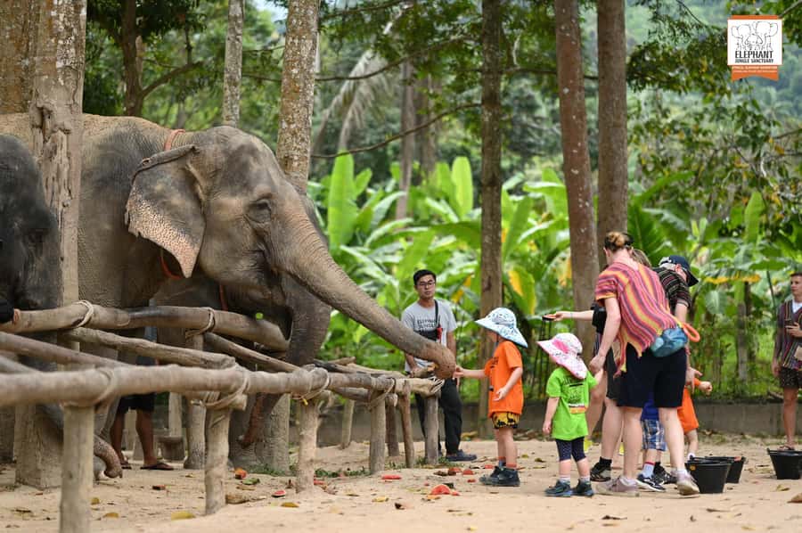 Koh Samui: Elephant Sanctuary Entry and Feeding Experience - Meeting Koh Samui’s rescued elephants