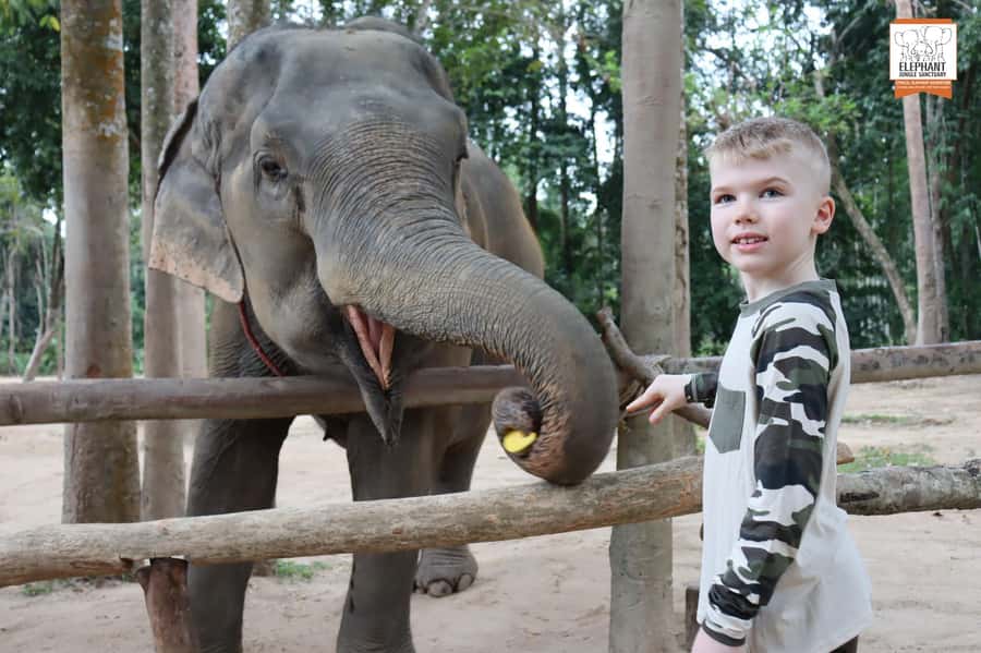 Koh Samui: Elephant Sanctuary Entry and Feeding Experience - Access, heat, and practical comfort