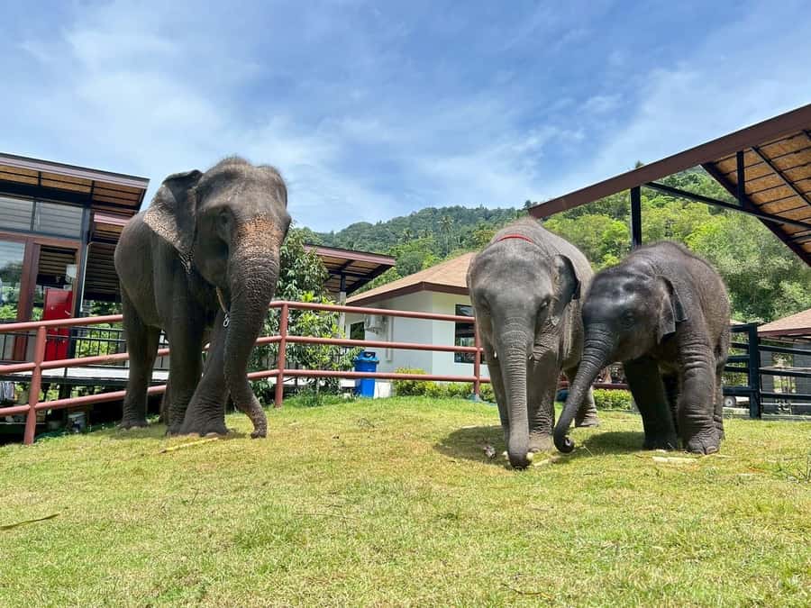 Koh Samui: Half-Day Island Highlights Tour with Hotel Pickup - The optional ethical elephant camp