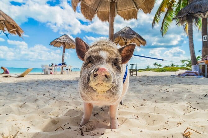 Koh Samui: Island Hopping Adventure in Coral and Pig Island - A generous lunch by the beach