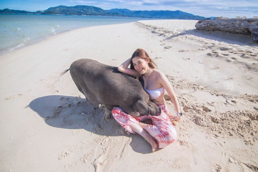 Koh Samui: Pig Island & Koh Tan Snorkeling by Speed boat - The real timing: four hours on paper, longer from your hotel