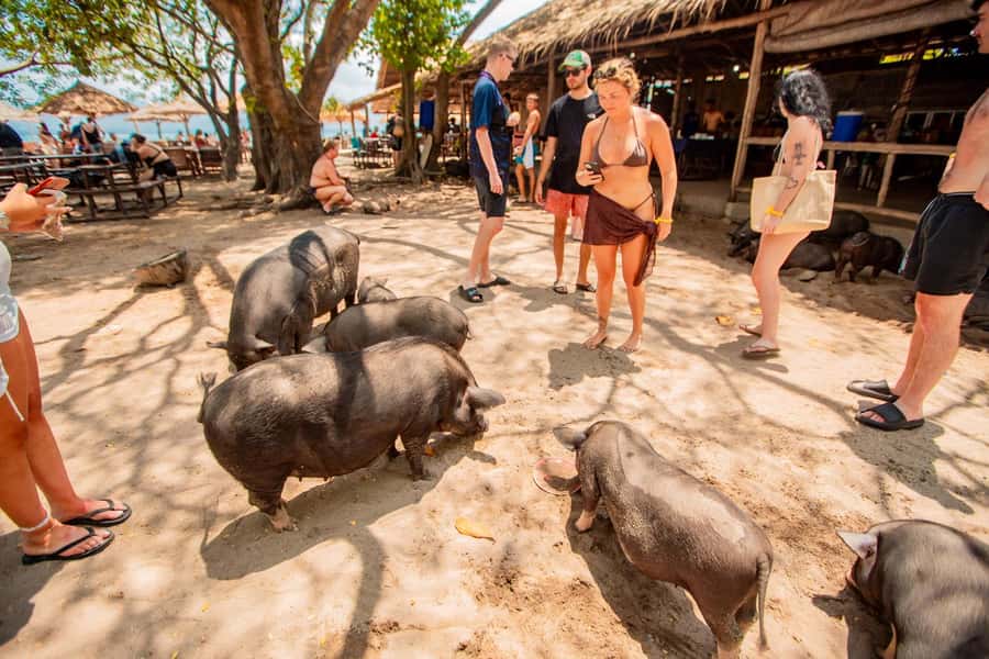 Koh Samui: Pig Island & Koh Tan Speedboat Tour with Lunch - Key points to know before booking