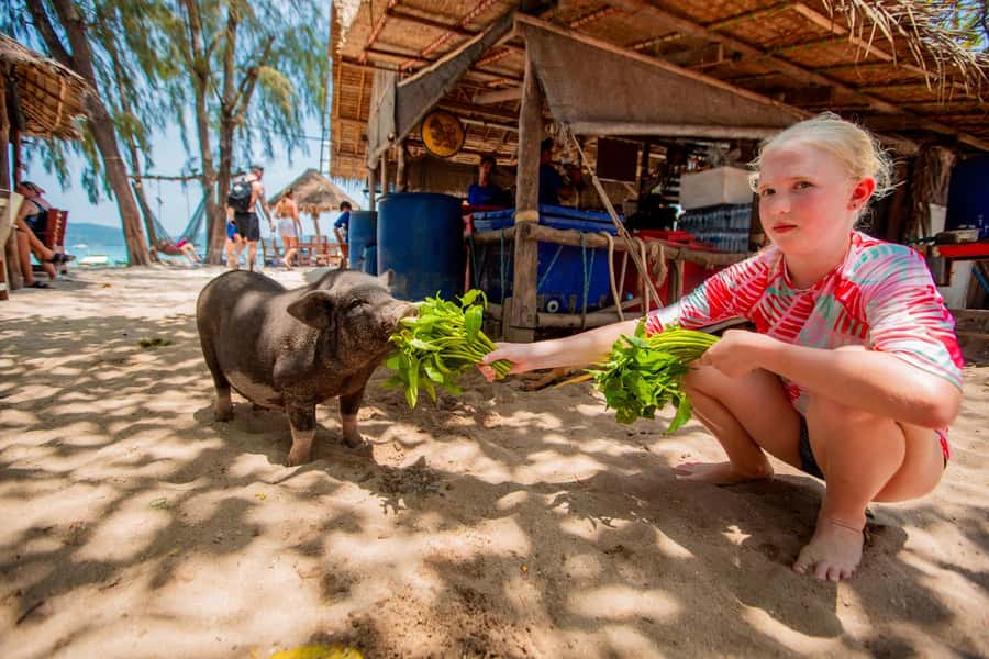 Koh Samui: Pig Island & Koh Tan Speedboat Tour with Lunch - Meeting the pigs at Koh Madsum
