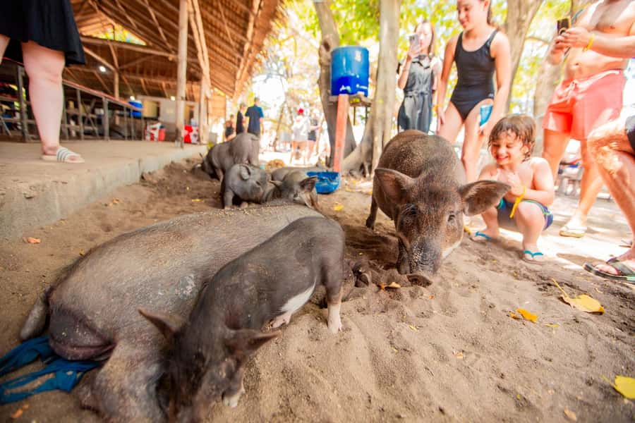 Koh Samui: Pig Island & Koh Tan Speedboat Tour with Lunch - Lunch, drinks, and a schedule detail to clarify