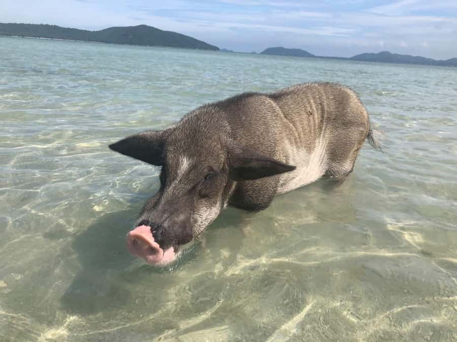 Koh Samui: Sunset Pig Island and Snorkeling Koh Tan w/Dinner - Key points to know before booking