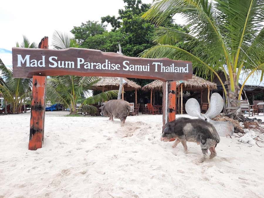 Koh Samui: Sunset Pig Island and Snorkeling Koh Tan w/Dinner - What to bring and how to prepare