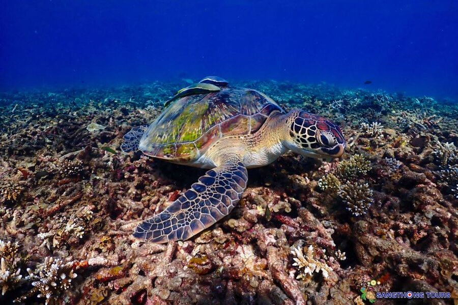 Koh Tao: Islands Snorkeling Highlights Day Tour & Lunch - Aow Leuk for beach views and blue water