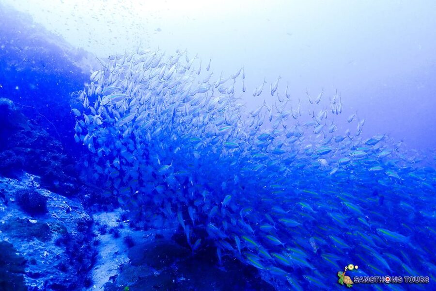 Koh Tao: Islands Snorkeling Highlights Day Tour & Lunch - Shark Bay and the final wildlife search