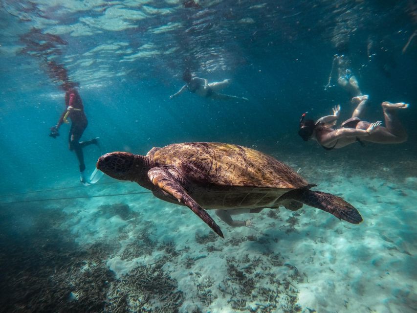 Koh Tao: Koh Nangyuan and the Hidden Bays Trip by the Oxygen - Hin Wong and the yellow-striped scad