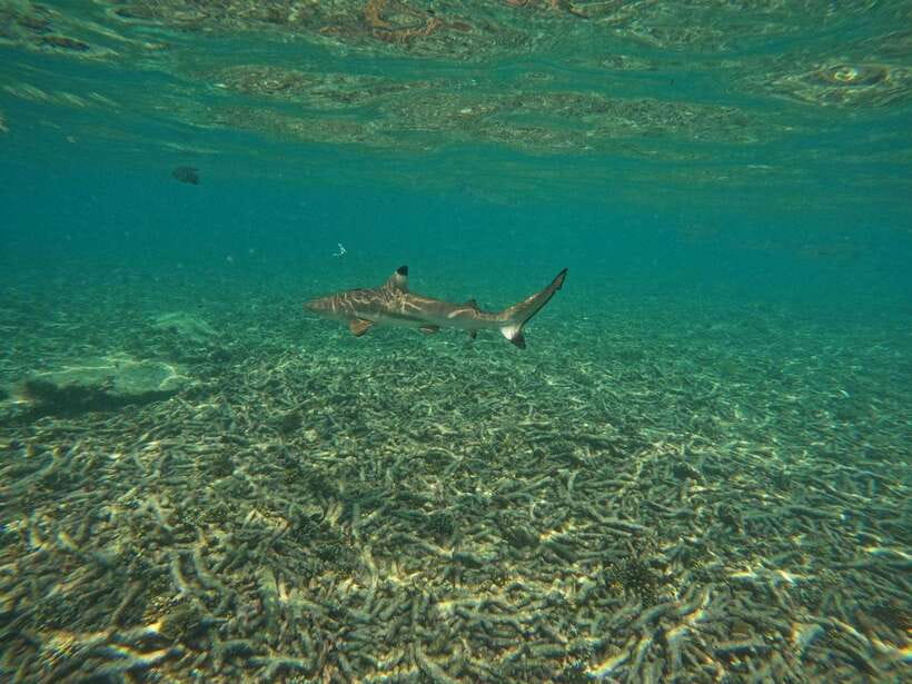 Koh Tao: Koh Nangyuan & Hidden Bays Snorkeling Tour w/ Lunch - Ao Leuk and Shark Bay wildlife searches