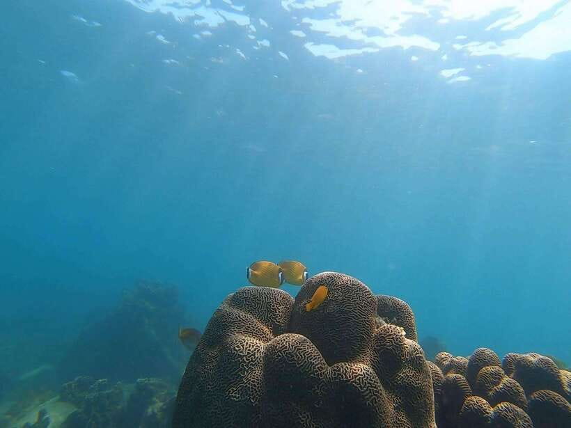 Koh Tao: Premium Snorkel Tour to Koh Nangyuan Bays by Oxygen - Key points to know before booking