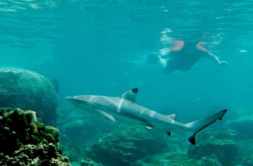 Koh Tao: Premium Snorkel Tour to Koh Nangyuan Bays by Oxygen - Shark Bay and the search for turtles