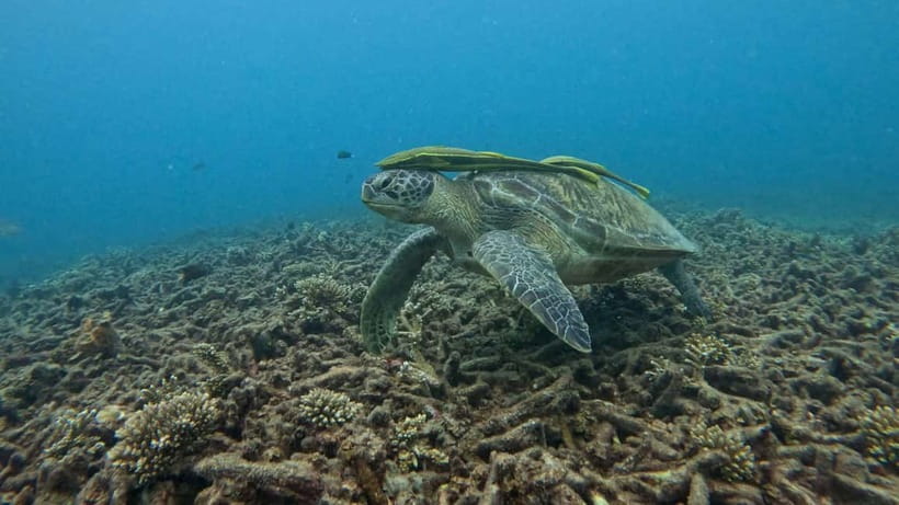 Koh Tao: Snorkeling and Sunset Tour - Why the sunset timing matters on Koh Tao