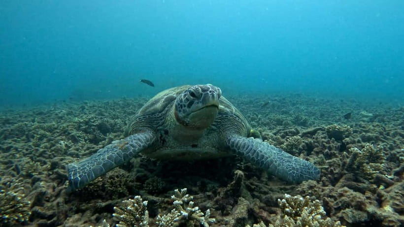 Koh Tao: Snorkeling and Sunset Tour - Turtles, blacktip sharks, and colorful reef fish