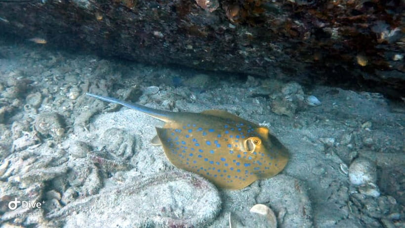Koh Tao: Snorkeling and Sunset Tour - Two snorkel sites, two chances to find sea life
