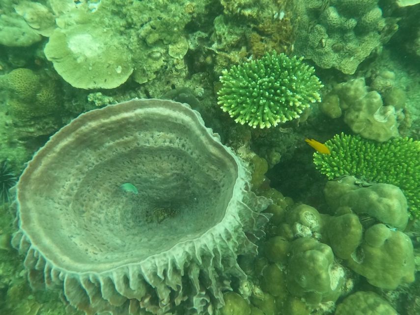 Krabi: 4 Islands & Krabi's Separated Sea Longtail Boat Tour - What a $25 Krabi island day really includes
