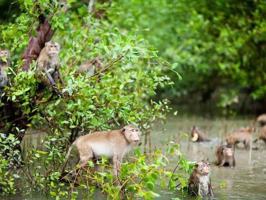 Krabi: Ao Thalane Mangrove Kayaking with Extras - The three-hour paddle through mangroves and canyons