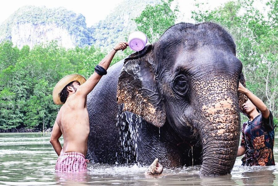 Krabi: Elephant Bathing Session at Krabi Elephant Shelter - Booking details worth handling before departure