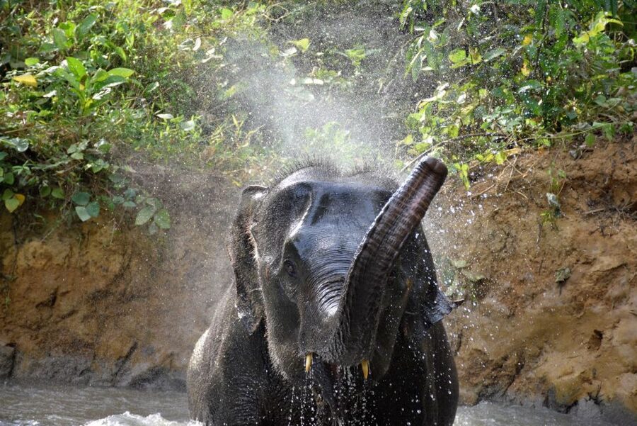 Krabi: Elephant Care House Guided Tour with Hotel Transfers - Walking beside elephants to the stream