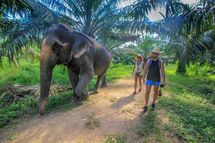 Krabi: Elephant Care House Guided Tour with Hotel Transfers - Mud, brushes, and elephant bath time